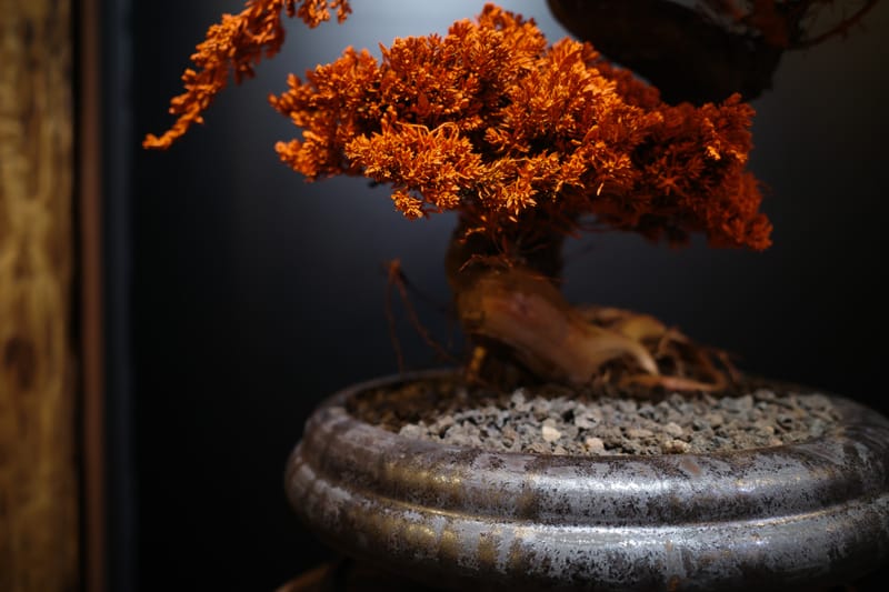 RE BONSAI™ by TOUFU TOKYO 乾盆栽東富東京全新個展即將登場| Hypebeast