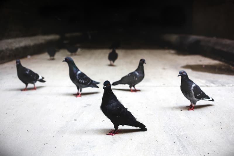 new balance x racer pigeon