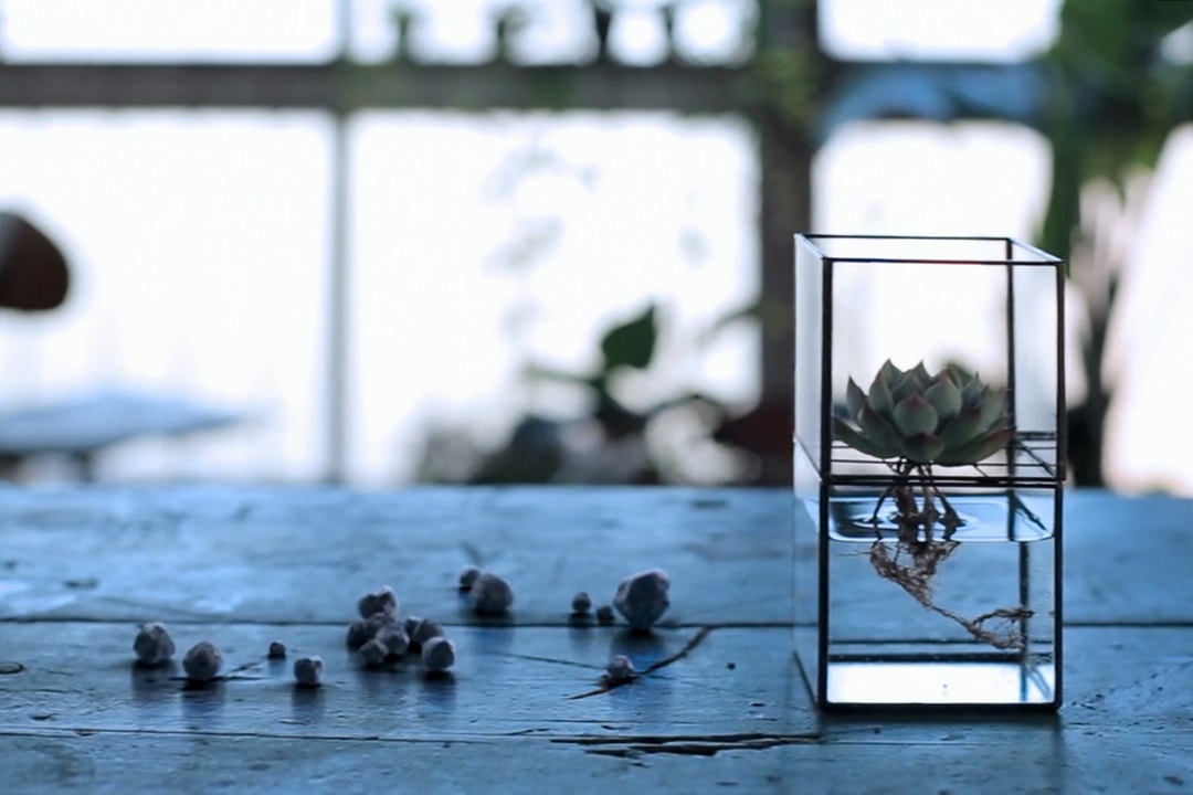 Hydroponic Terrarium 