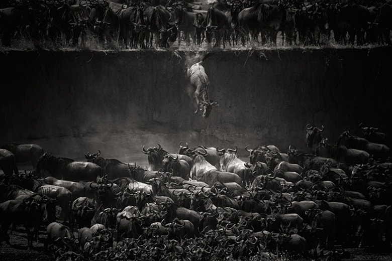 Победители фотоконкурса National Geographic 2014 г.