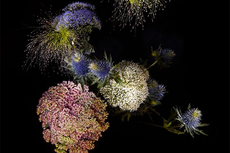 Цветочная работа Сары Илленбергер сочетает в себе цветы и фейерверк