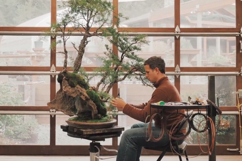 Тонкое искусство создания деревьев бонсай