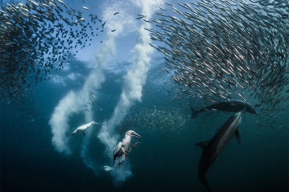 Посмотрите фотографии-победители конкурса National Geographic «Фотограф года 2016 года»