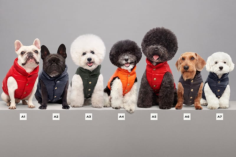 Moncler store puppy jackets