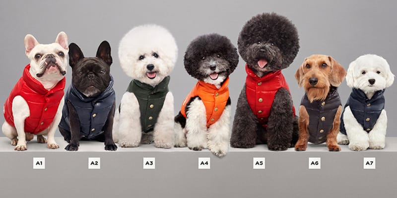 Dog moncler discount gilet