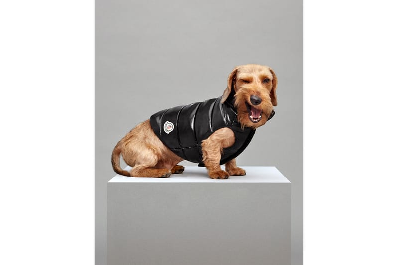 Moncler dog outlet puffer