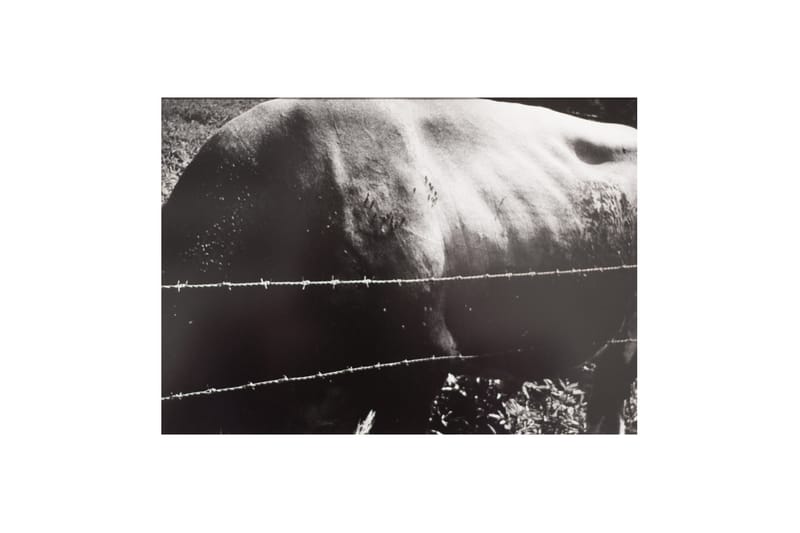 Daidō Moriyama Prints @ Michael Hoppen Gallery | Hypebeast