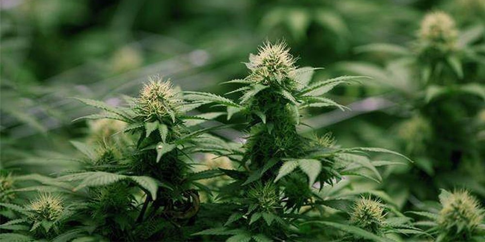 Компания по производству марихуаны впервые зарегистрирована на фондовой бирже США