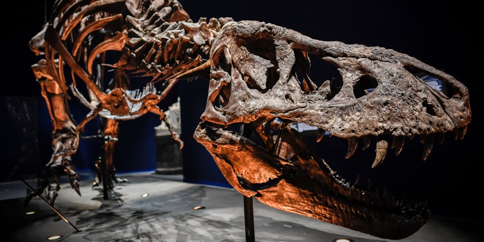 t rex first discovered