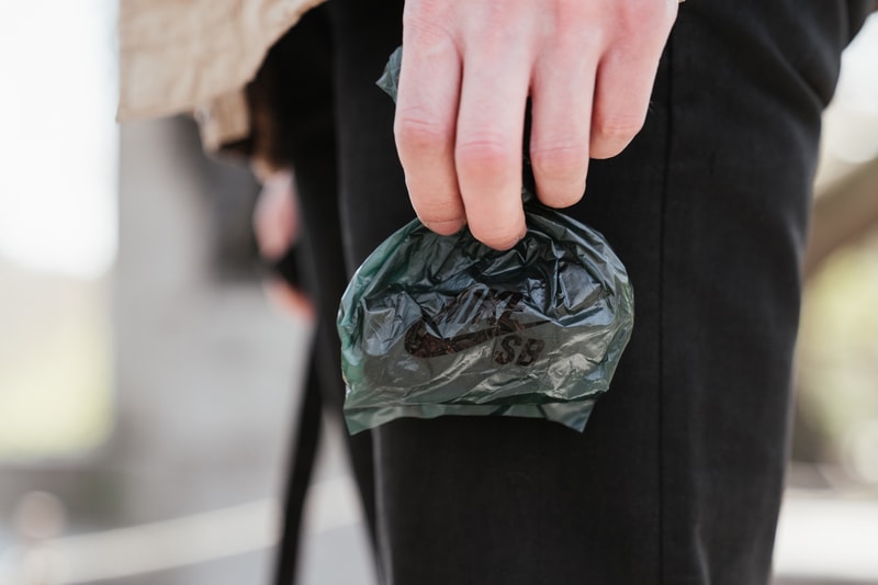 sb dunk high walk the dog