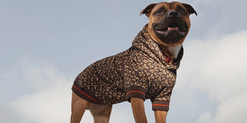 Burberry dog outlet coat