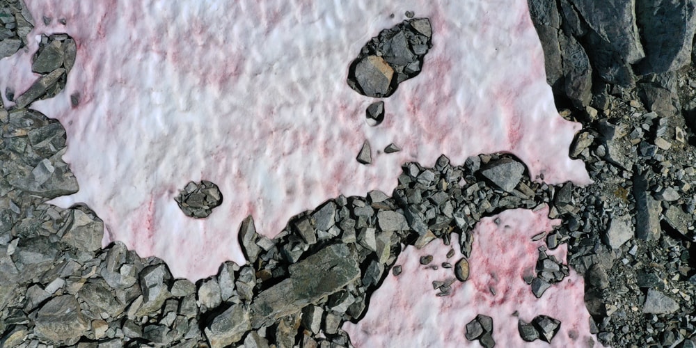 Увеличение количества розового льда в Италии усиливает обеспокоенность изменением климата