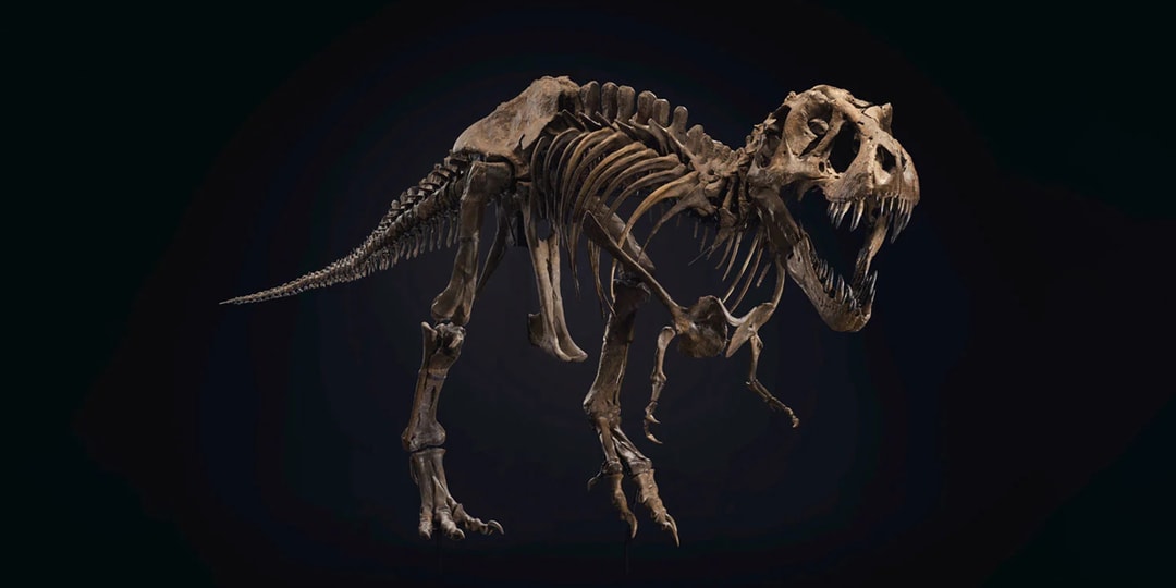 Массивный скелет тираннозавра рекса может стать вашим за 6 миллионов долларов США