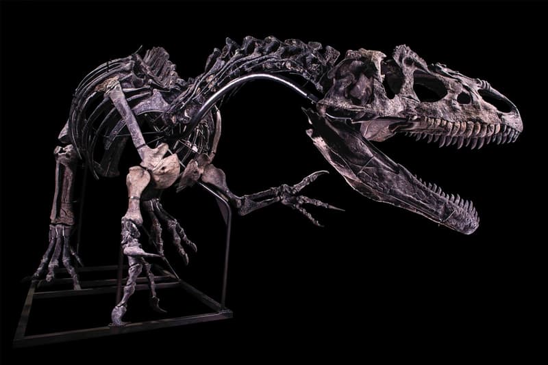 skeleton allosaurus