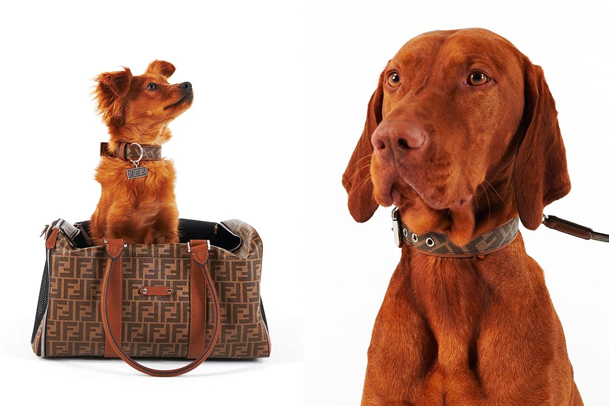 Fendi Launches Pets Accessories Collection | HYPEBEAST