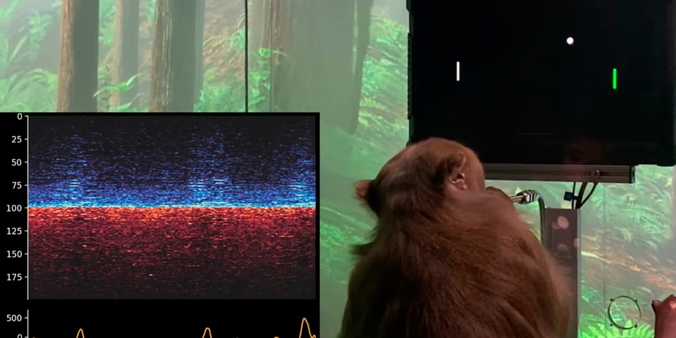 Elon Musk Neuralink Monkey Playing Pong With Mind Video | Hypebeast