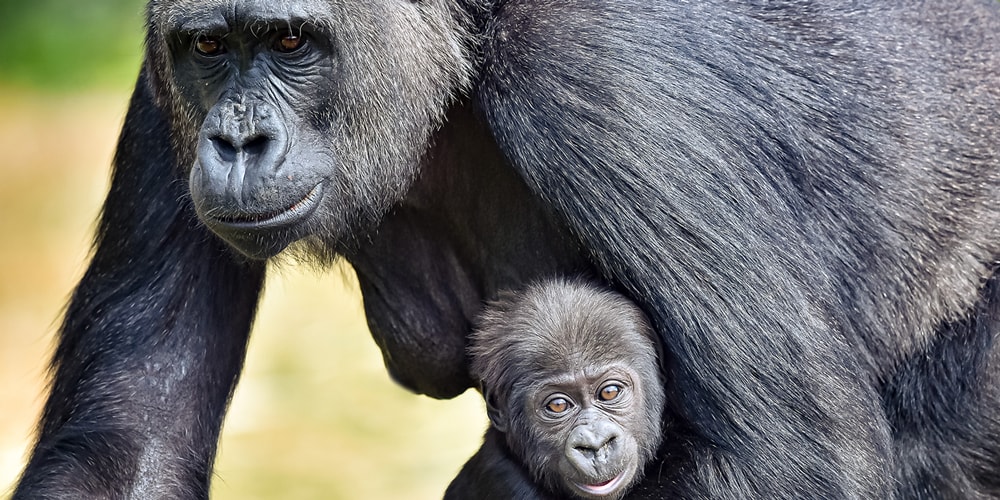Исследования показывают, что обезьяны начинают общение со «Привет» и заканчивают «До свидания»