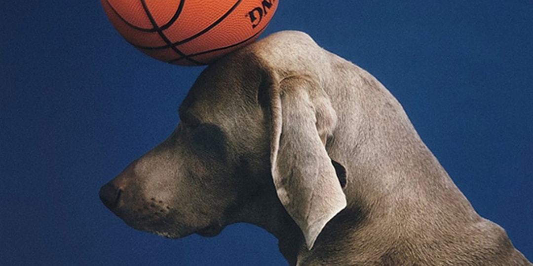 Уильям Вегман — художник, изображающий своих собак в образе людей