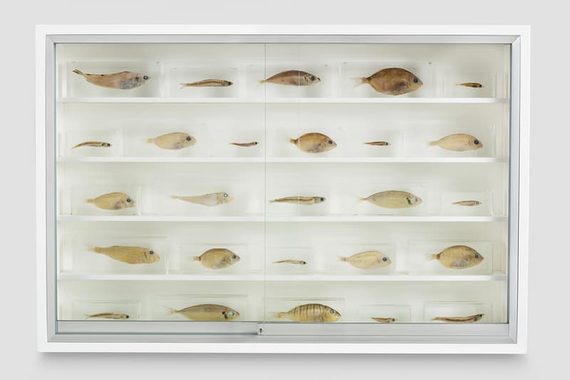 Damien Hirst Natural History Exhibition Gagosian | Hypebeast