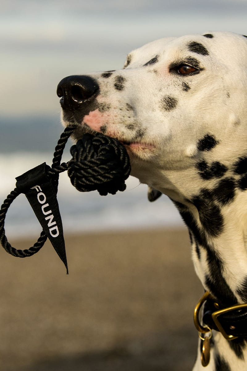 NEIGHBORHOOD x FOUND MY ANIMAL Dog Accessories | Hypebeast