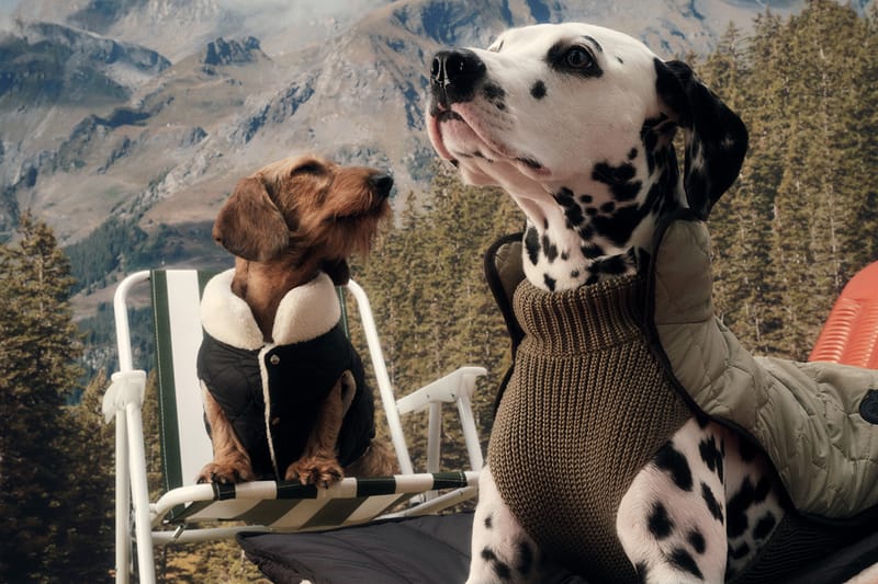 Moncler dog store wear