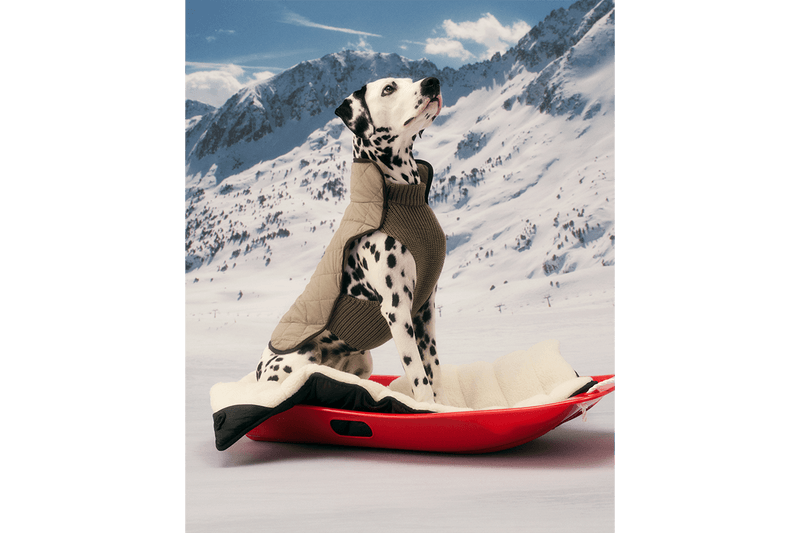 Moncler Drops New Poldo Dog Couture Collection | Hypebeast