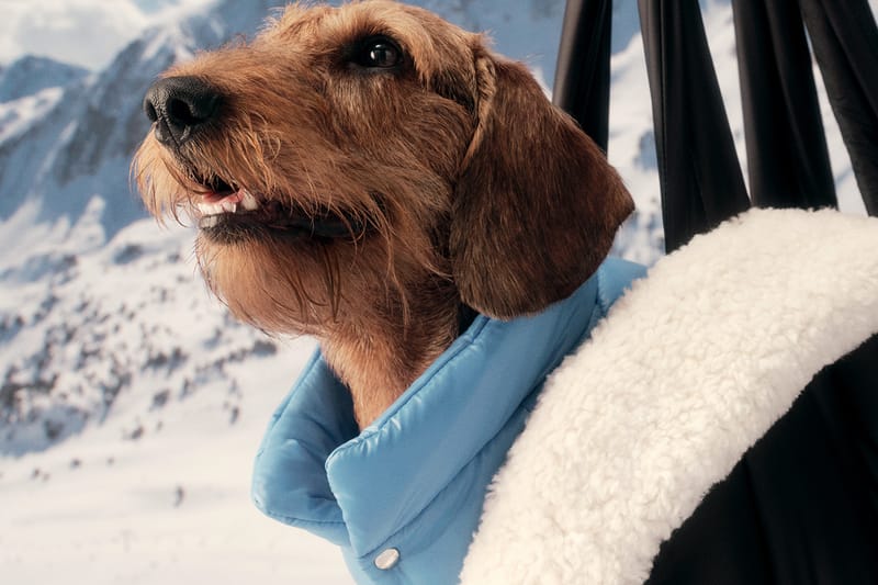 Moncler Drops New Poldo Dog Couture Collection | Hypebeast