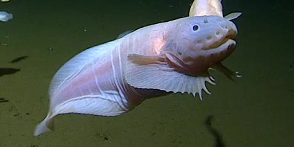 Fish 600m Deep Scientists Capture Footage of a Fish at Record-Breaking Depths | Hypebeast