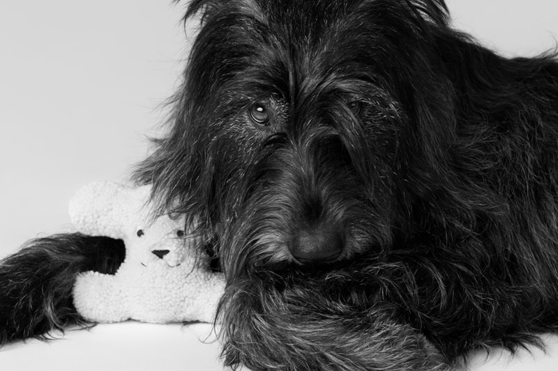 Celine Dog Accessories Campaign Release Info Hypebeast celine-dog-accessories-campaign-release-info-hypebeast
