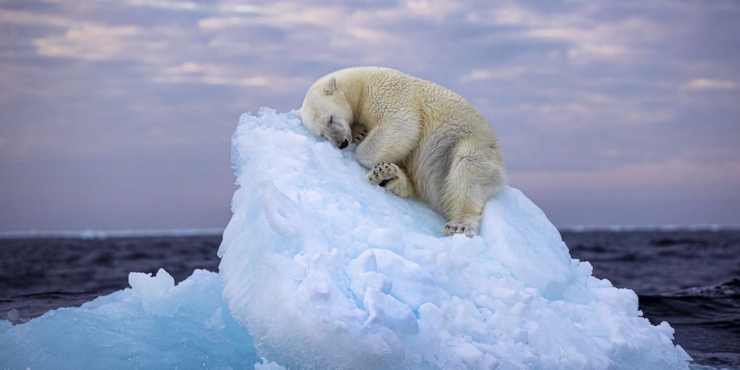 Белый медведь, спящий на айсберге, получил награду «Фотограф года дикой природы»