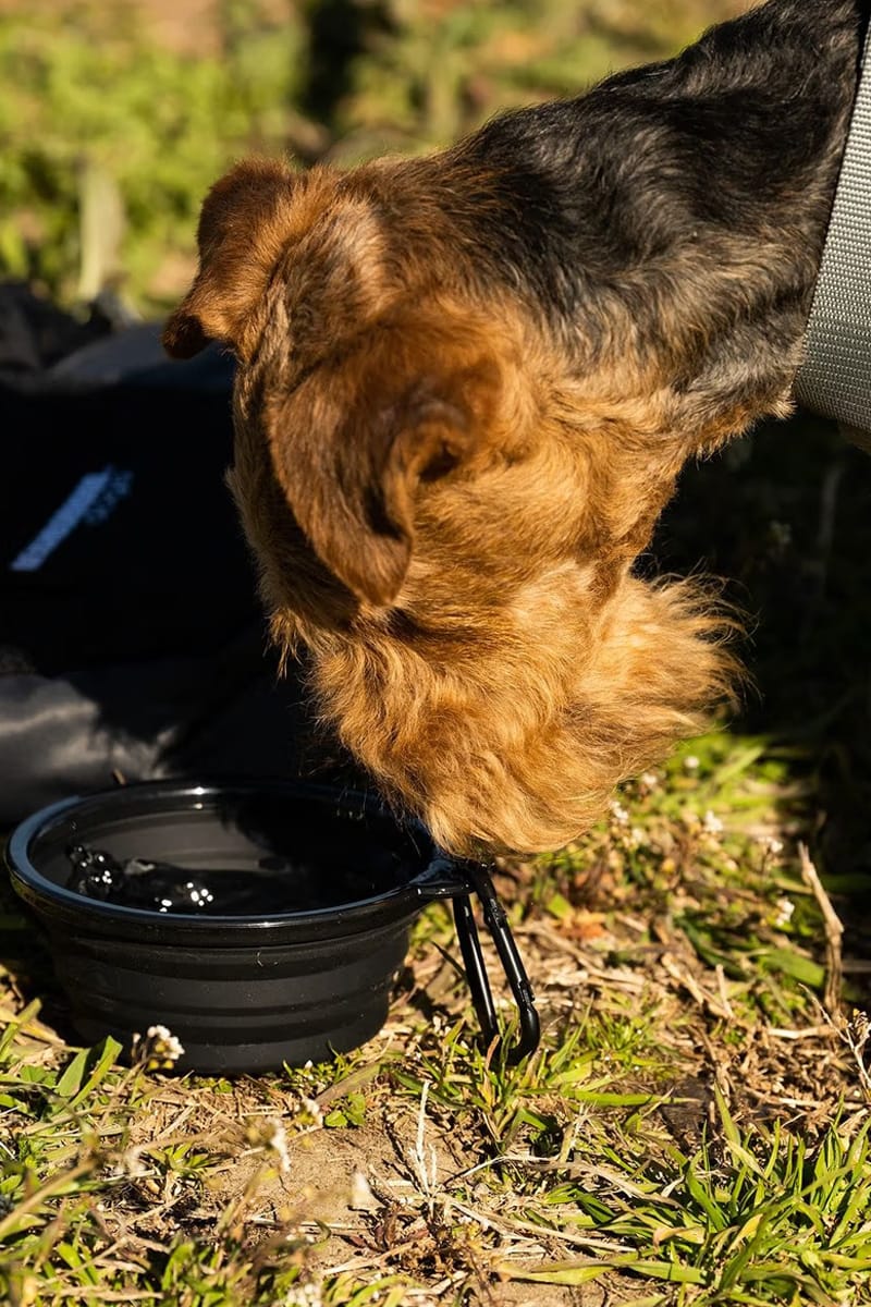 Ll bean dog bowls best sale