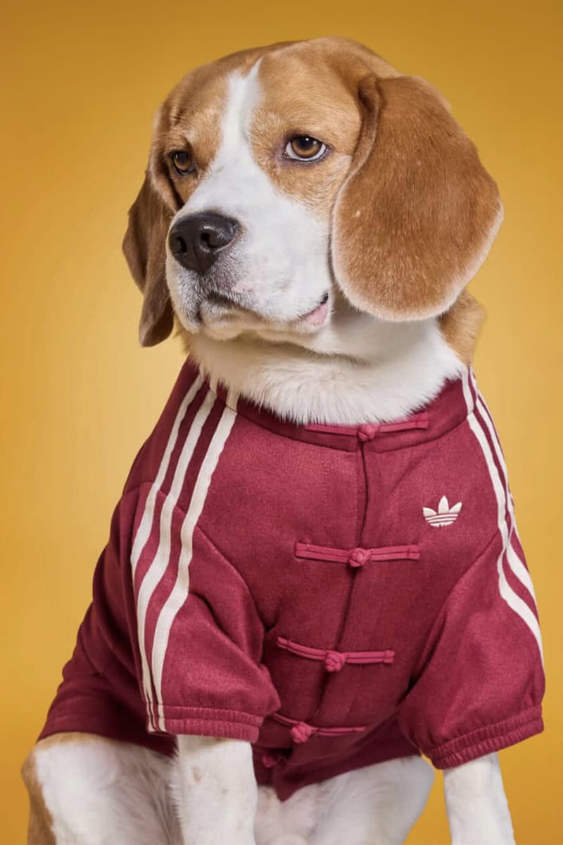 adidas Pets Chinese Track Jackets Release Info | Hypebeast