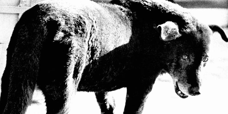 Daido Moriyama Retrospective FOTO ARSENAL WIEN | Hypebeast