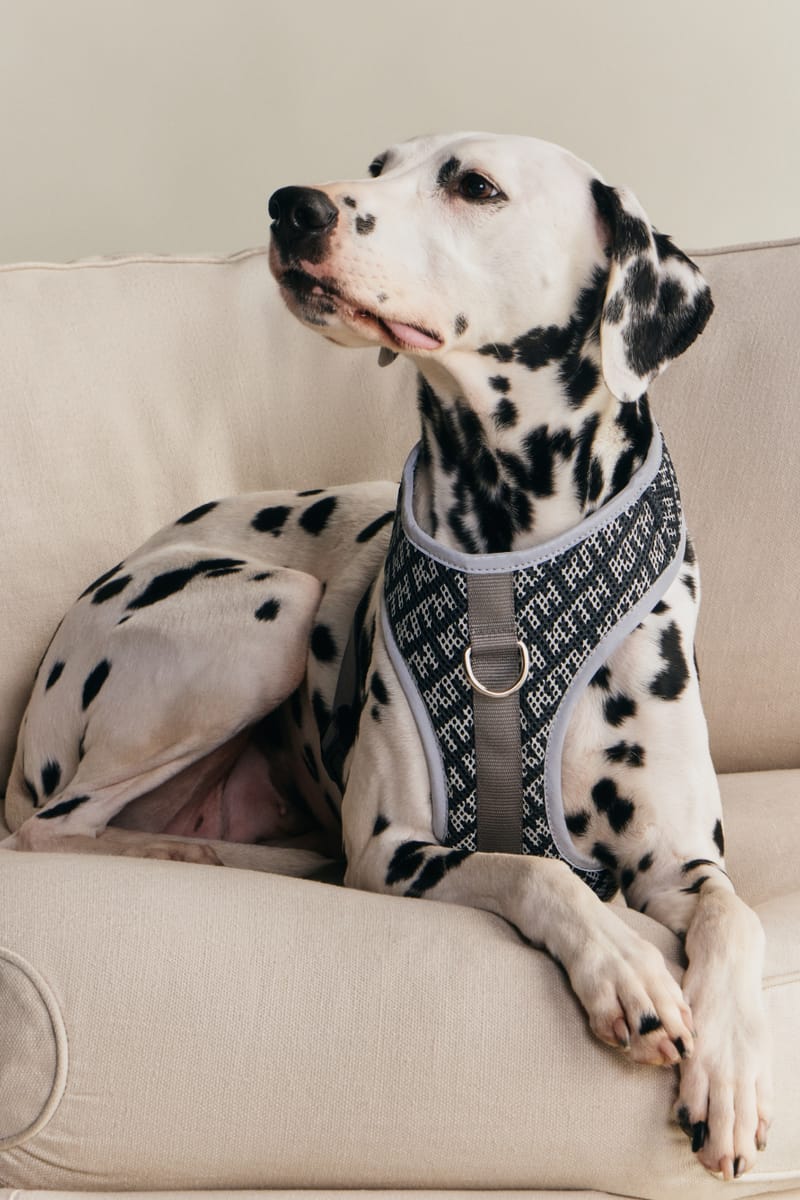 Kith for wagare First Pet Collection Release Info | Hypebeast