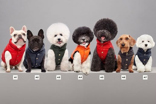 Moncler sort le Mondog une doudoune pour chien Hypebeast