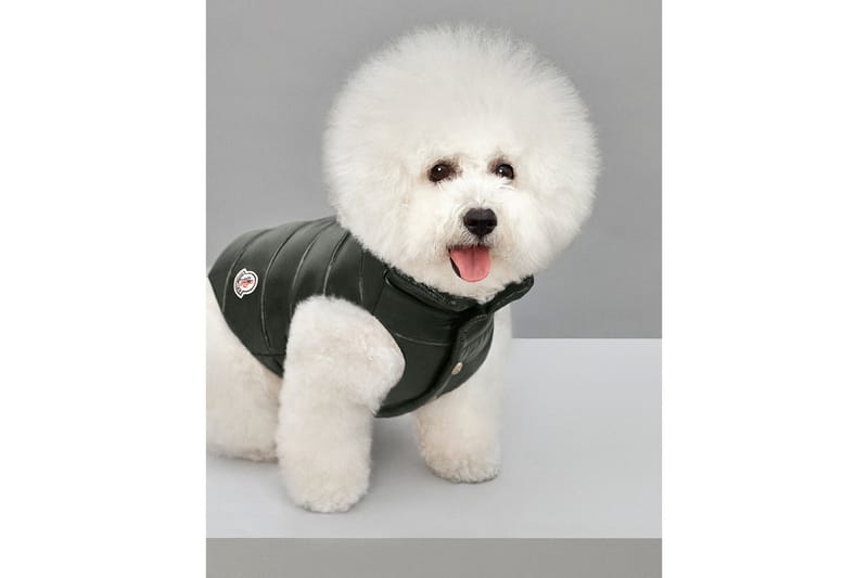 Doudoune moncler best sale pour chien