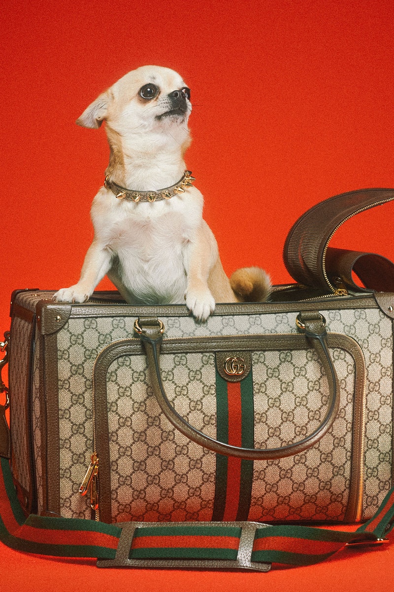Gucci 正式发布最新宠物用品系列「PET COLLECTION」 Hypebeast