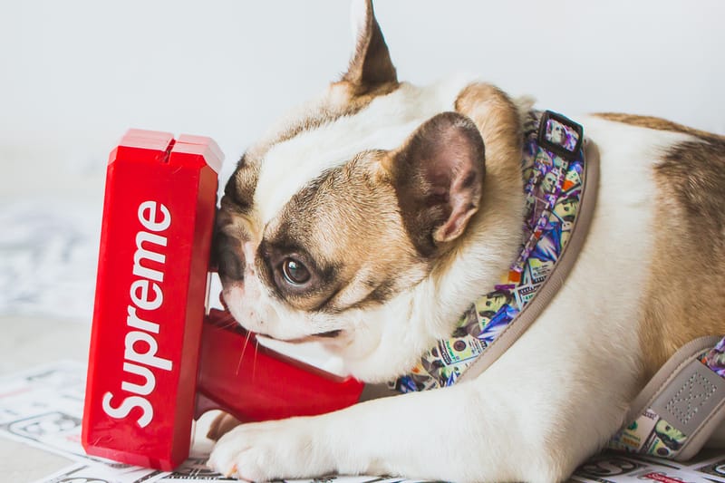 Hypebeast dog clearance accessories