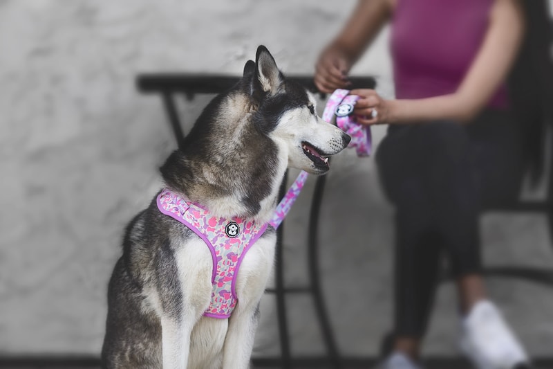 Where to Buy Fresh Pawz Streetwear for Dogs Hypebae