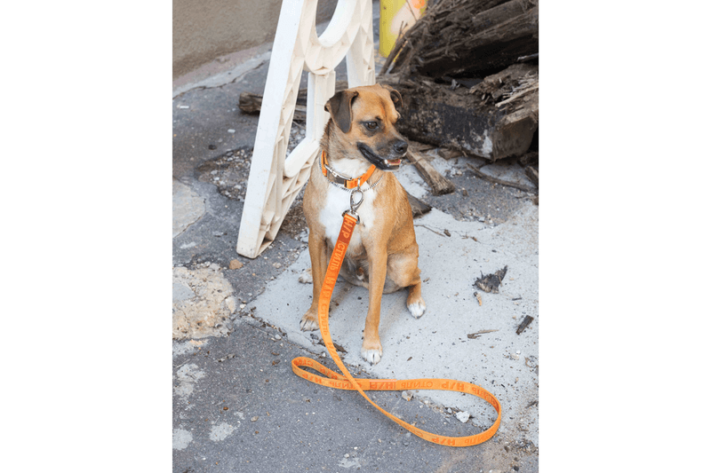 Heron preston dog leash hot sale
