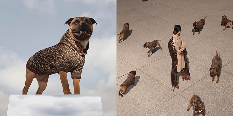 Burberry 2025 dog hoodie