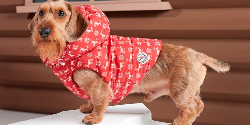 Moncler jackets on sale for dogs