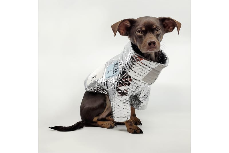 Armani dog clothes best sale