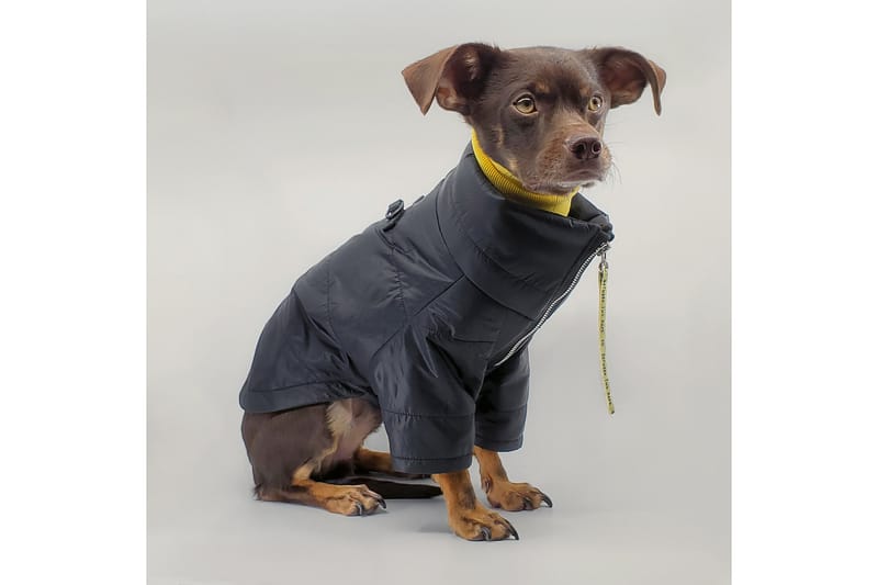 Armani dog fashion clothes