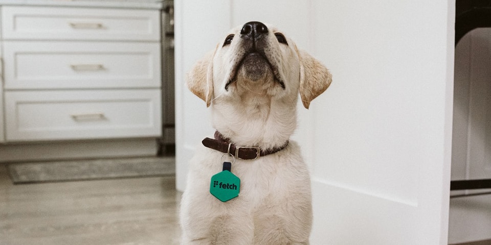 Fetch Is the Dog Tag With GPS Location Tracking | Hypebae