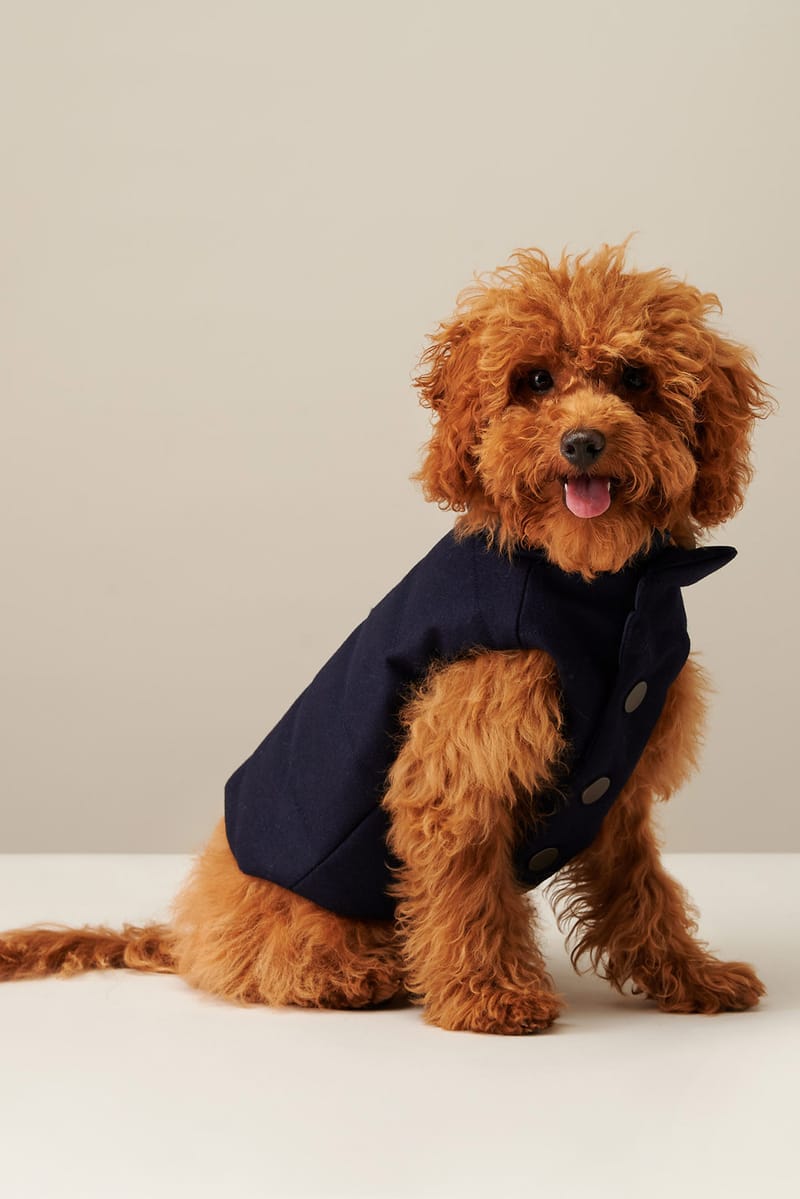 Duke dog clothes best sale