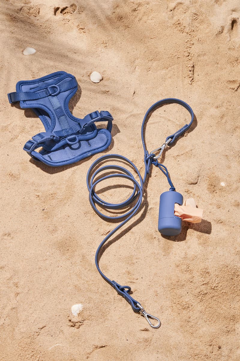 Wild One Launches Pet Accessories for Small Dogs HYPEBAE