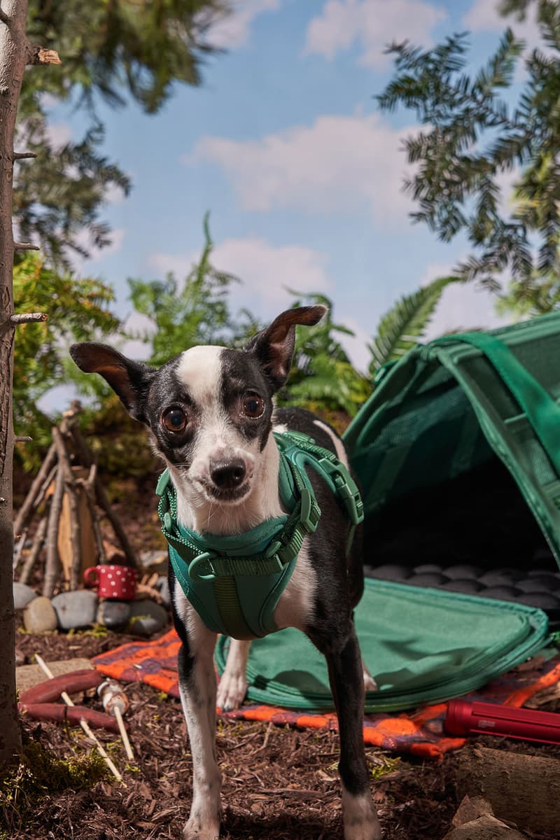 Wild One Launches Pet Accessories for Small Dogs HYPEBAE