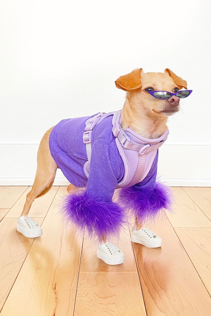 Wild One Launches Pet Accessories for Small Dogs Hypebae