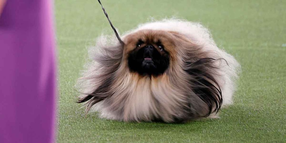 Wasabi Pekinese / Wasabi, a Pekingese, wins Westminster Kennel Club dog